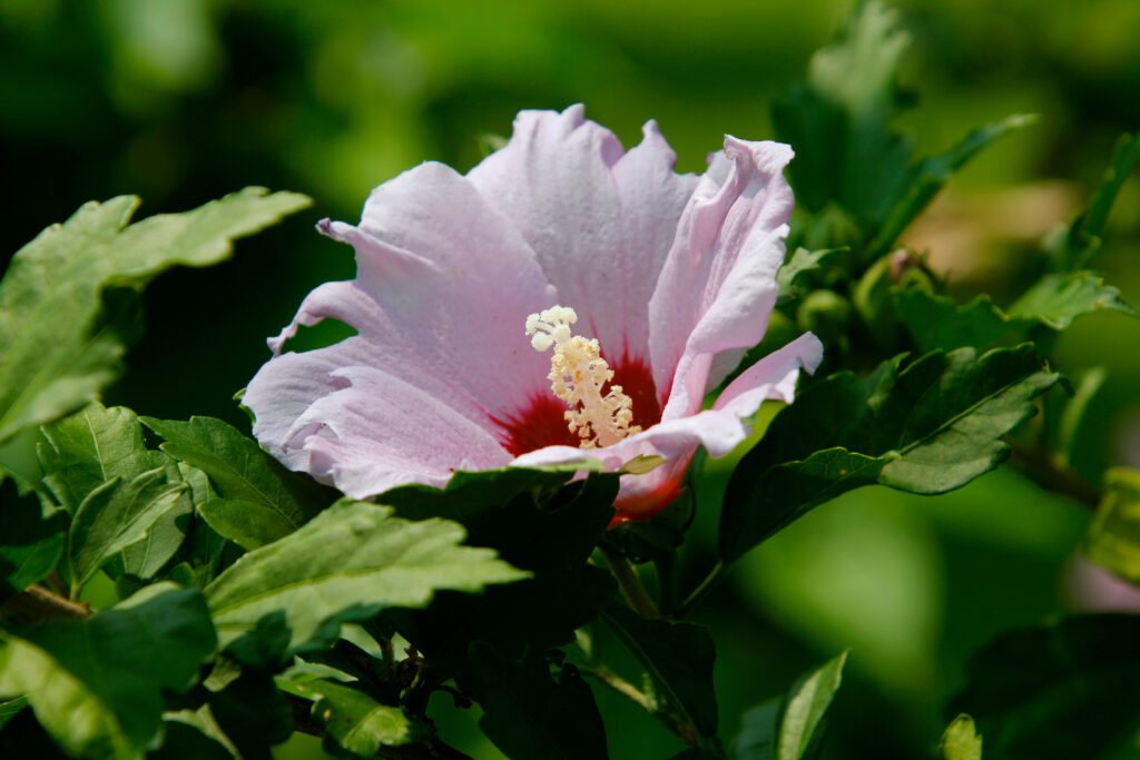 rose of sharon