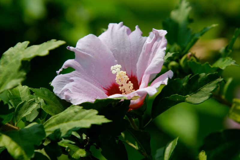 rose of sharon