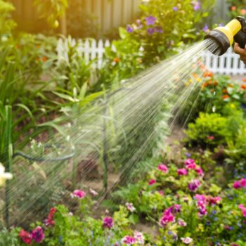 A gardener with a watering hose and a sprayer water the flowers in the garden on a summer sunny day. Sprinkler hose for irrigation plants. Gardening, growing and flower care concept. Selective focus
