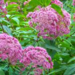 perennials for wet gardens Posconica, eupatorium
