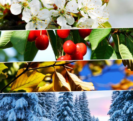 4-season garden