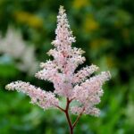 perennials for wet gardens astilbe
