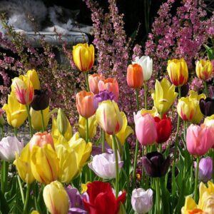 Spring Bulbs