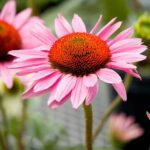 Drought Resistant Perennials echinacea
