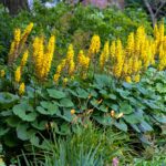 perennials for wet gardens ligularia