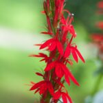 perennials for wet gardens lobelia cardinalis