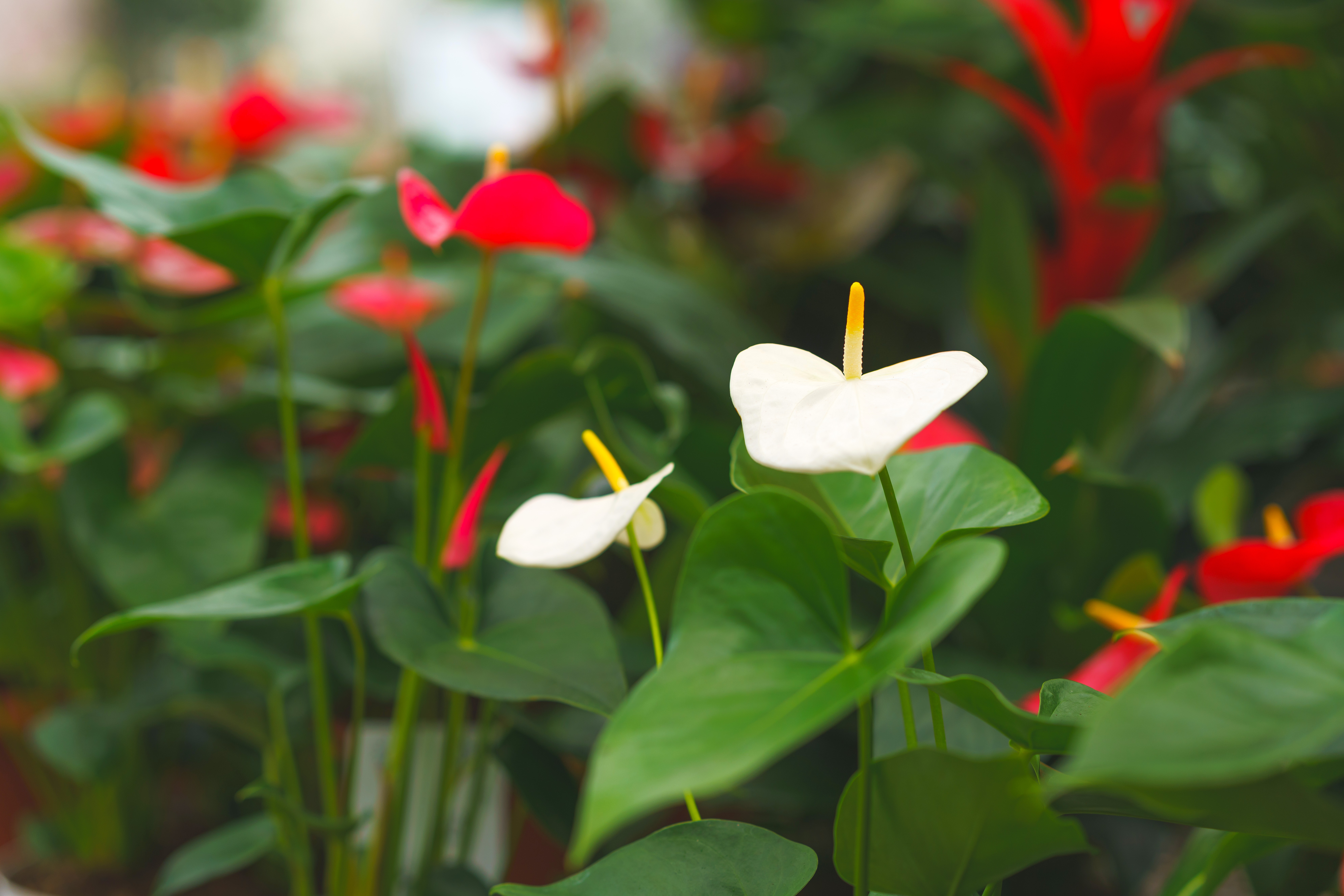 anthurium