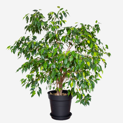 Ficus Elastica (Rubber Plant)