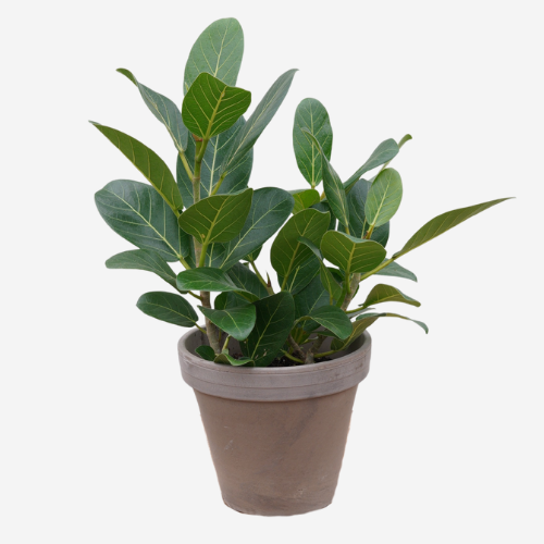 Ficus Audrey (Ficus benghalensis)