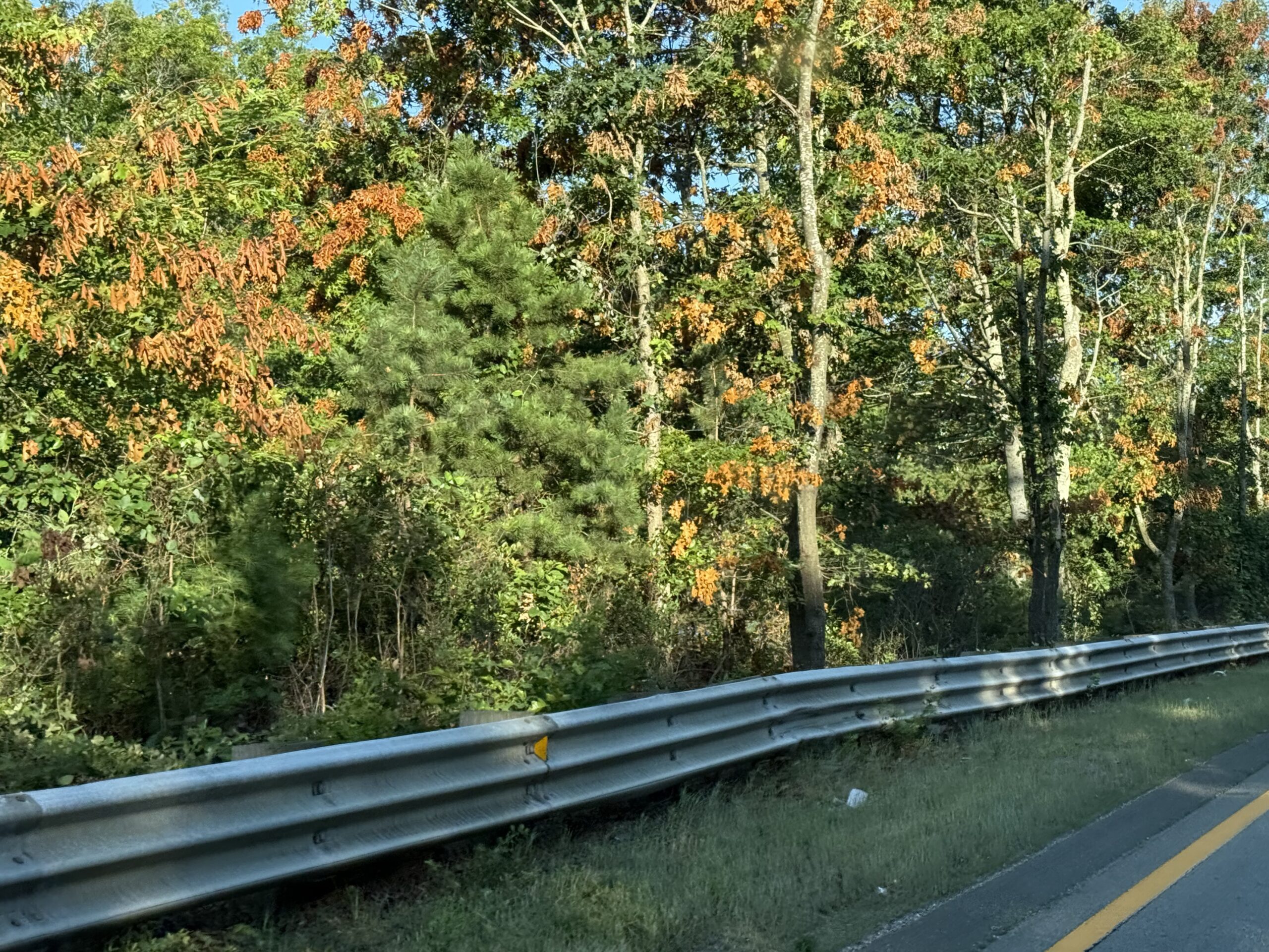 Cicada damage on trees along route 28 in Cape Cod - Mahoney's Garden Centers
