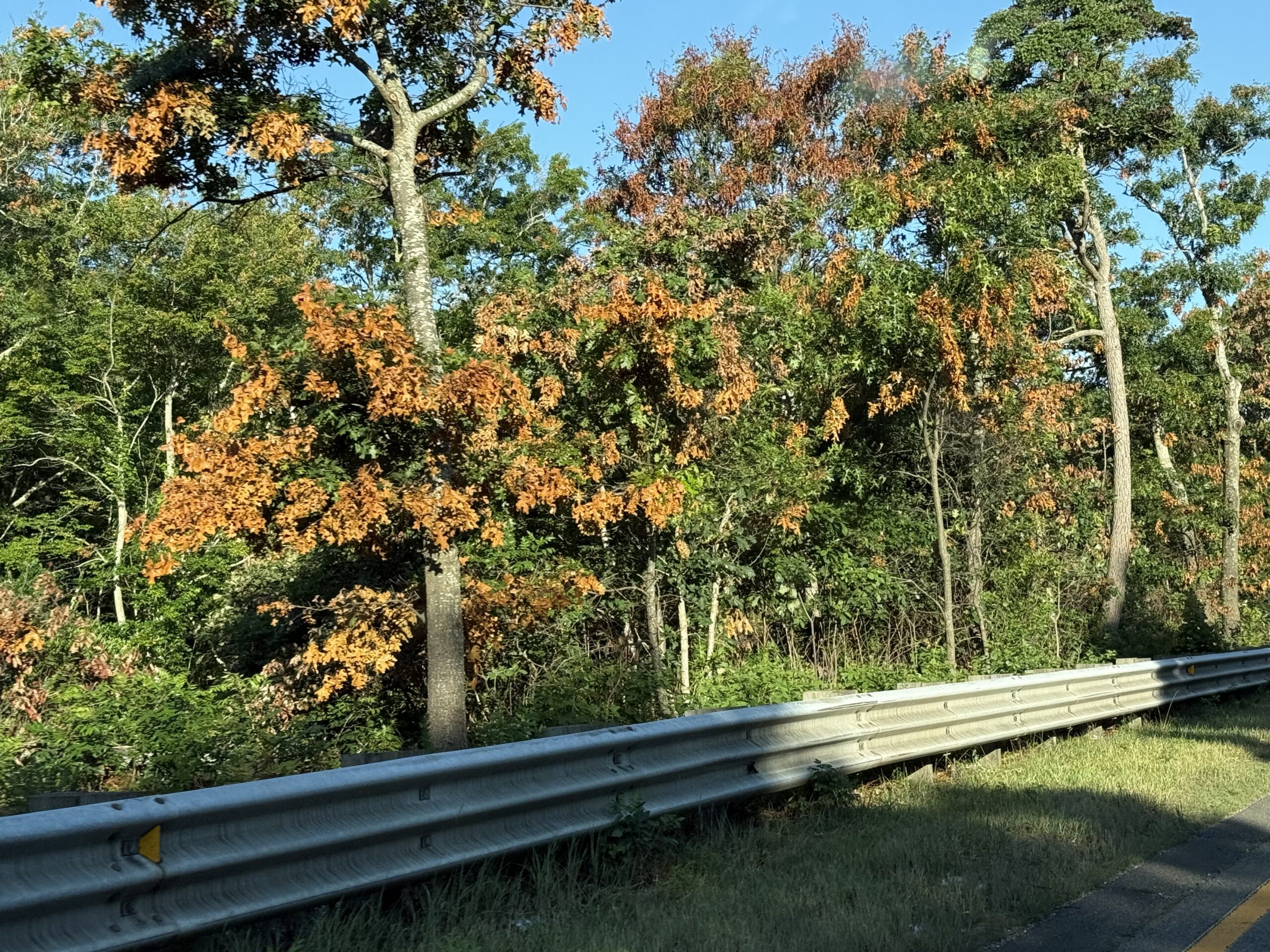 Cicada damage on trees along route 28 in Cape Cod – Mahoney’s Garden Centers