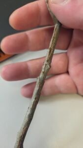 close-up of cicada damage on oak stem in Cape Cod