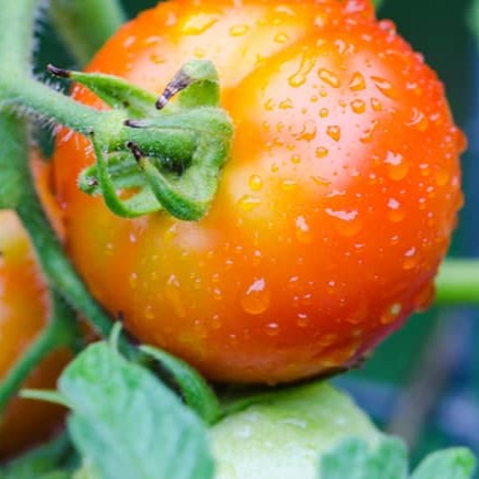 tomato time