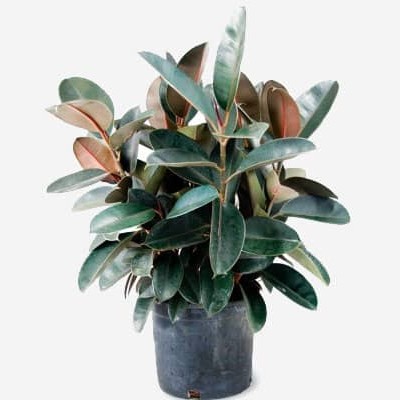 Rubber Plant