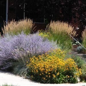 russian sage, black eyed susan, ornamental grass