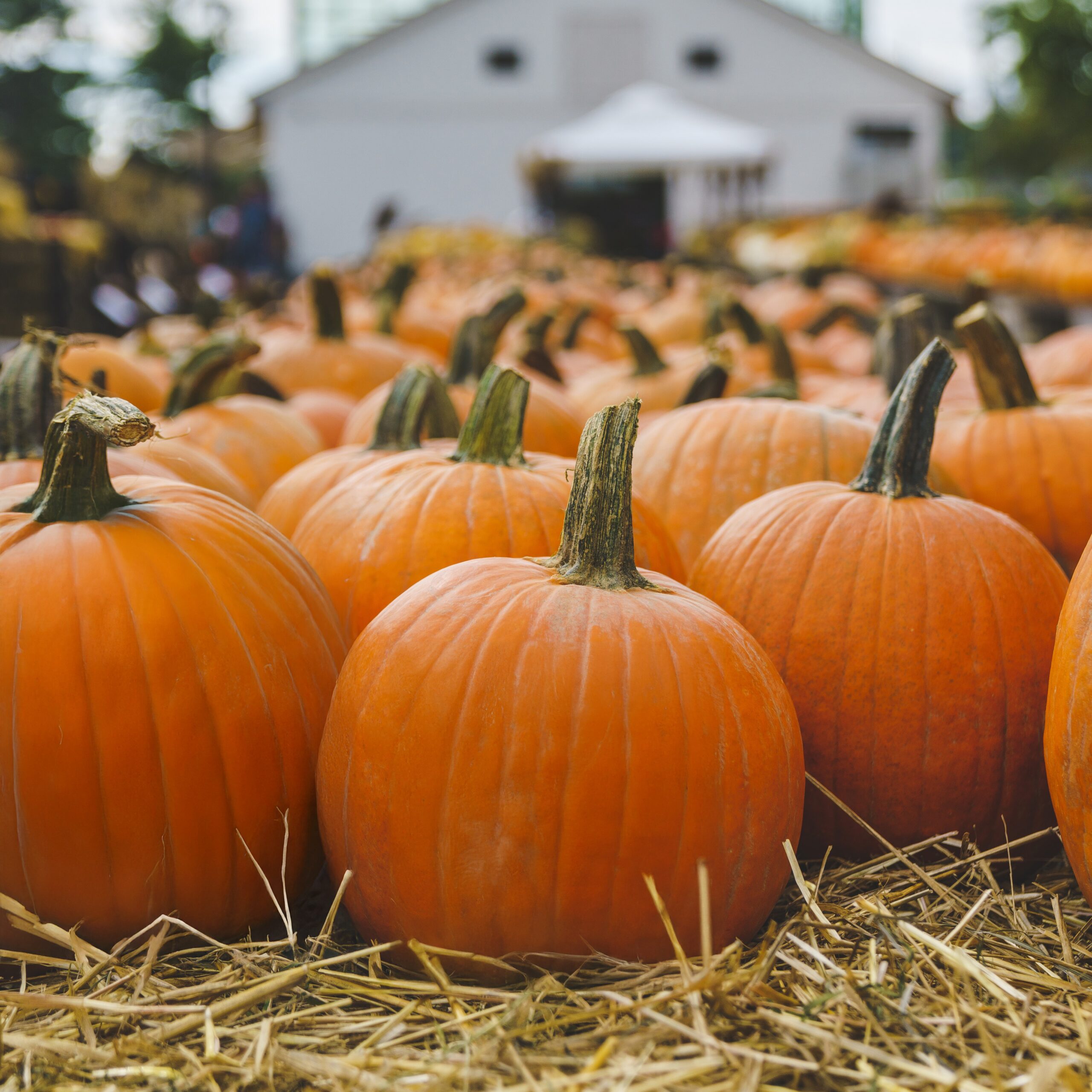 Sugar pie pumpkins for baking at Mahoney's