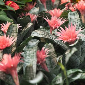 Aechmea Fasciata bromeliads