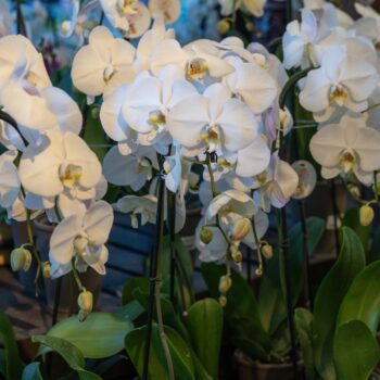 Swan_Orchid_04 (1) Swan_Orchid_04 (1)