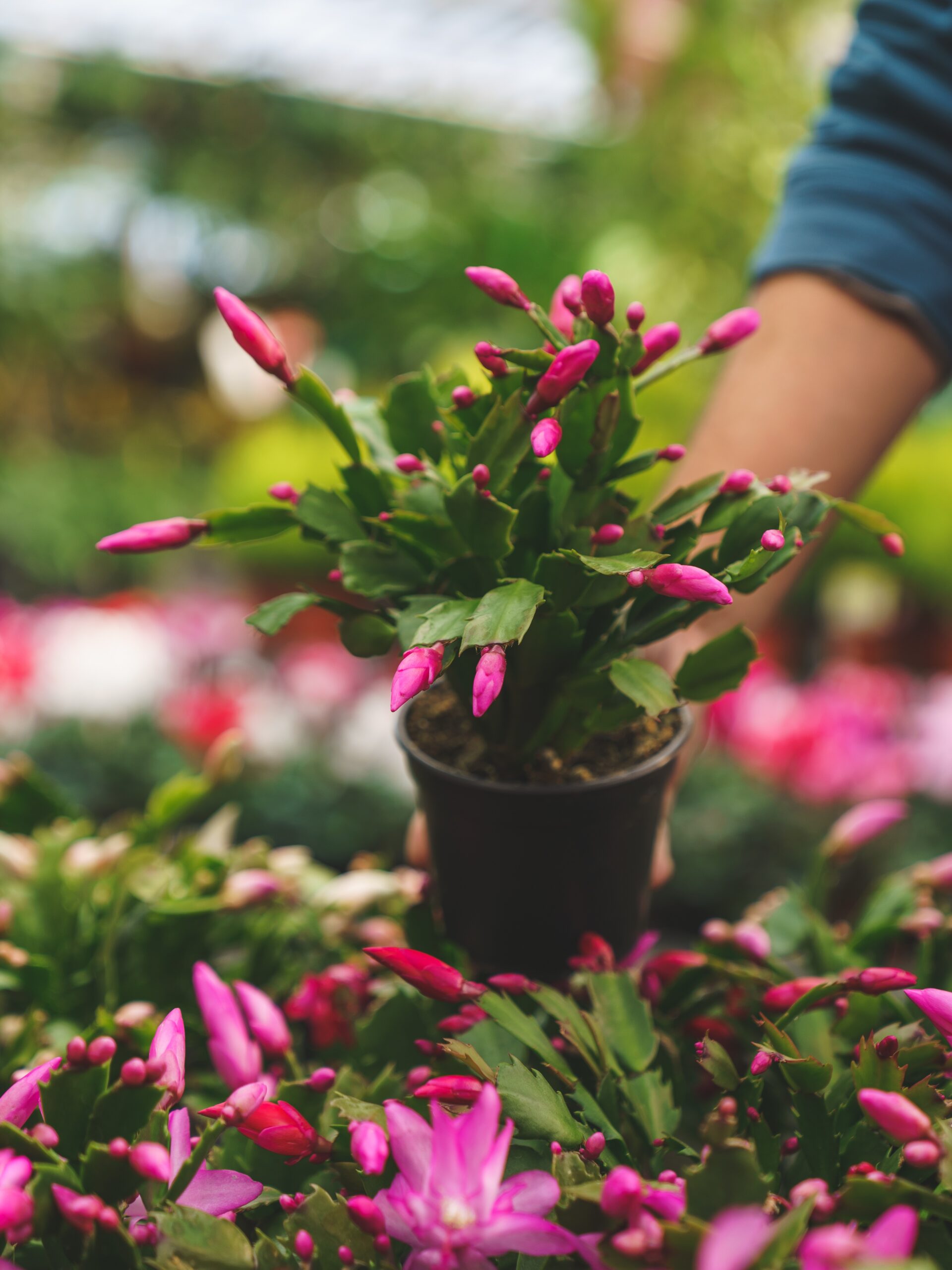 christmas cactus