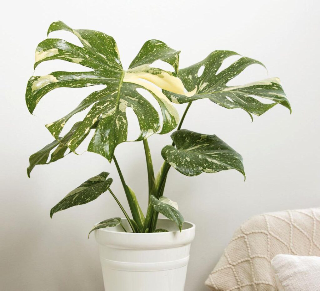 rare houseplants monstera thai constellation
