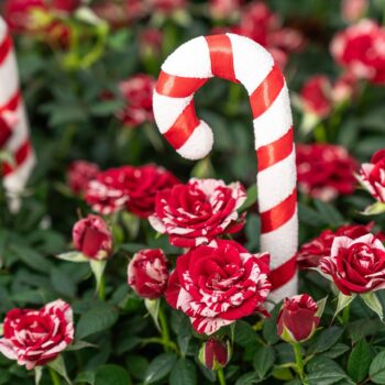 _DSC0033_edit _DSC0033_edit