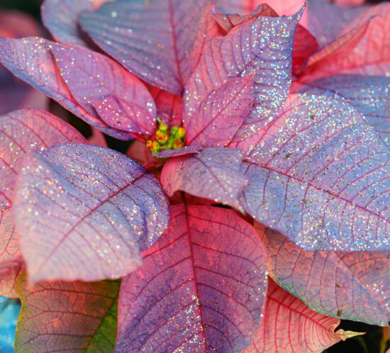 painted poinsettia