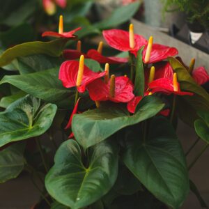 anthurium