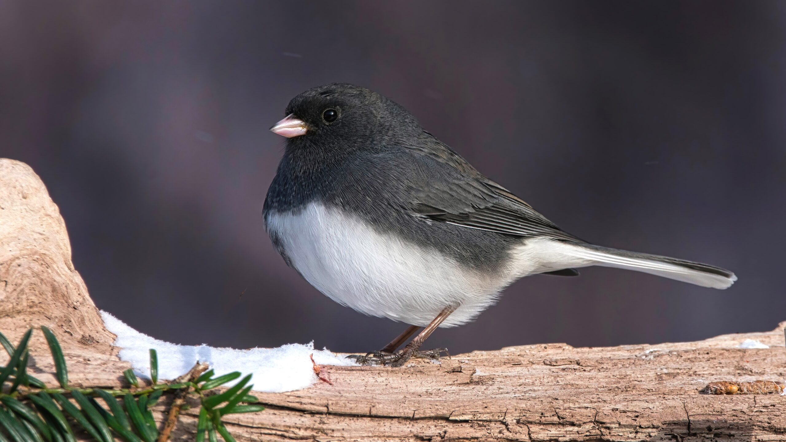 dark-eyed junco