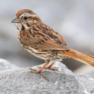 song sparrow