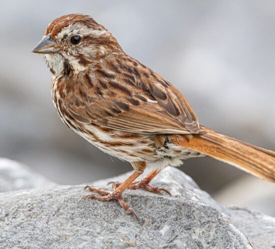 song sparrow