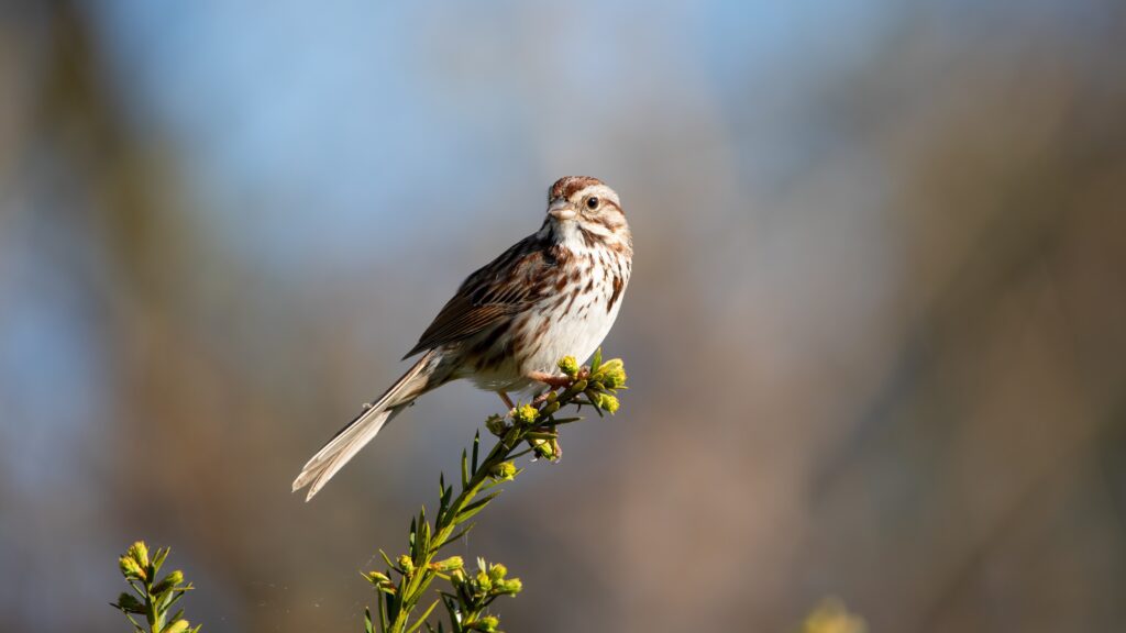 song sparrow