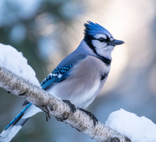 Blue Jay