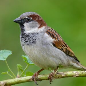 house sparrow