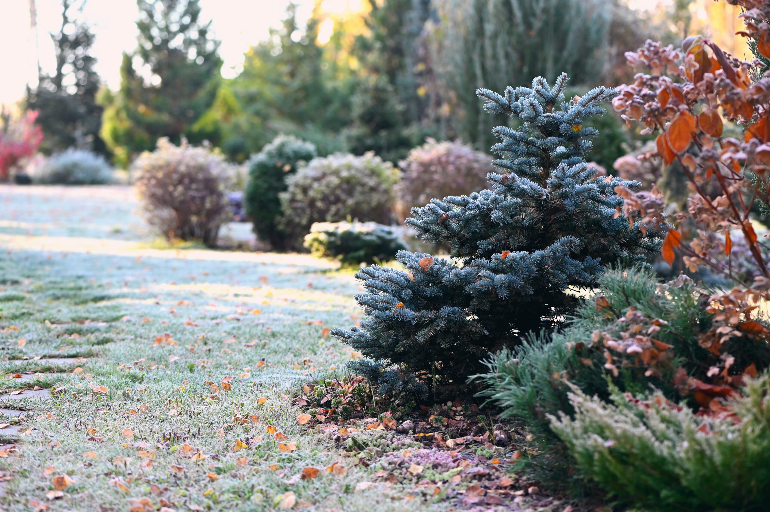 winter garden