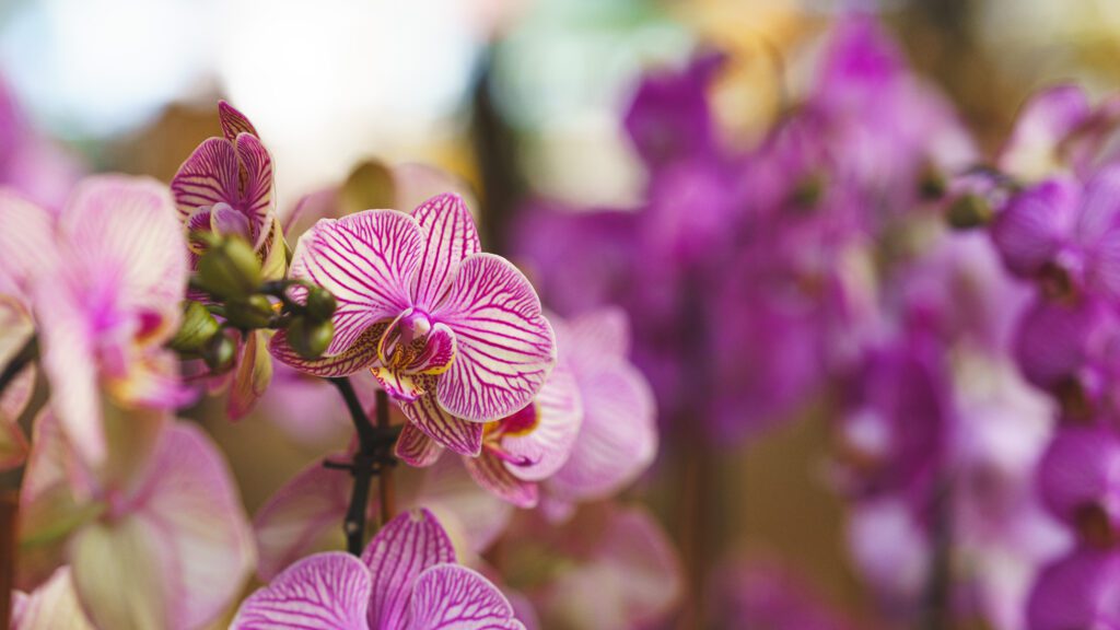 how to get orchid to rebloom