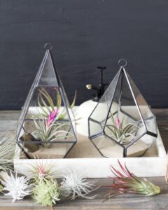 air plants