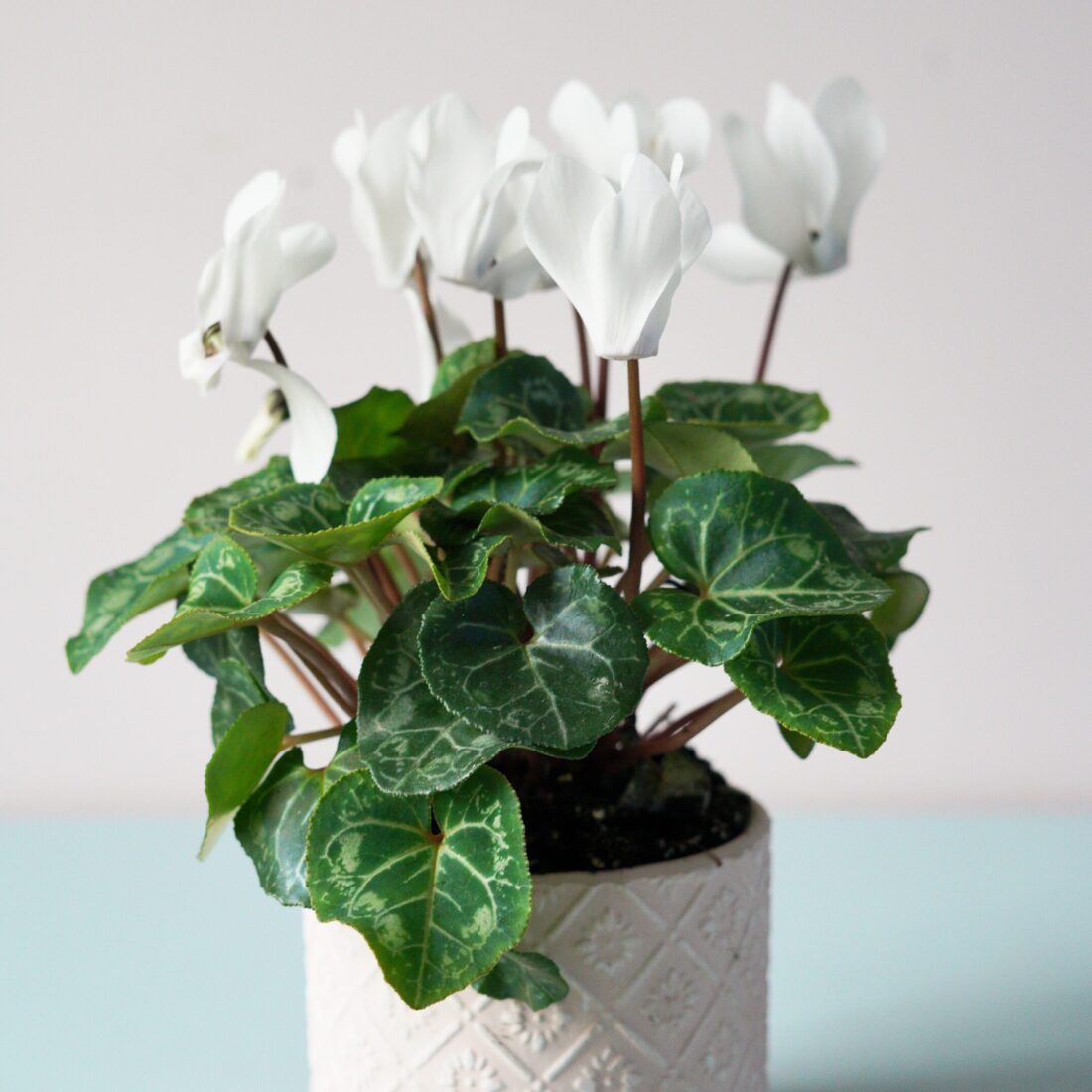 cyclamen