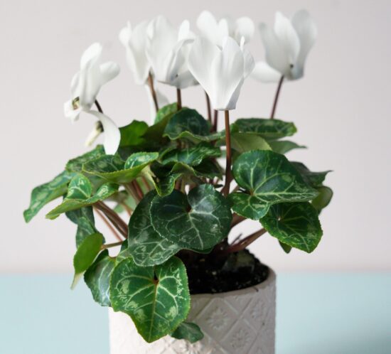 cyclamen