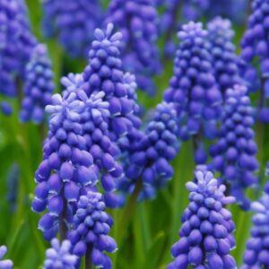hyacinth