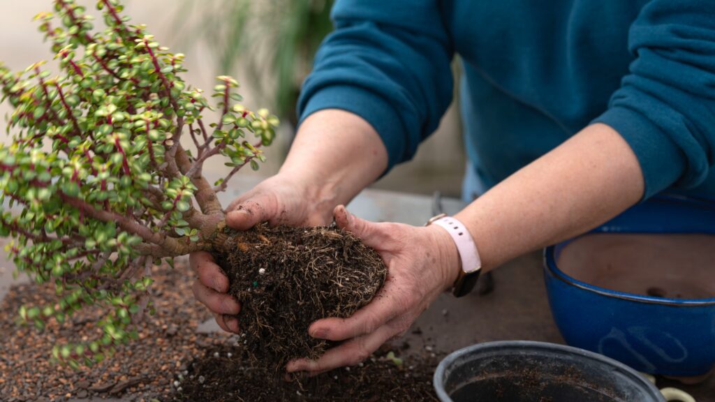 repotting bonsai