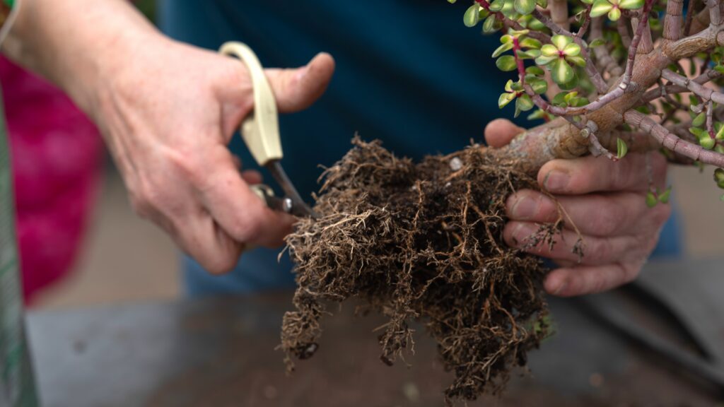 trimming bonsai roots
