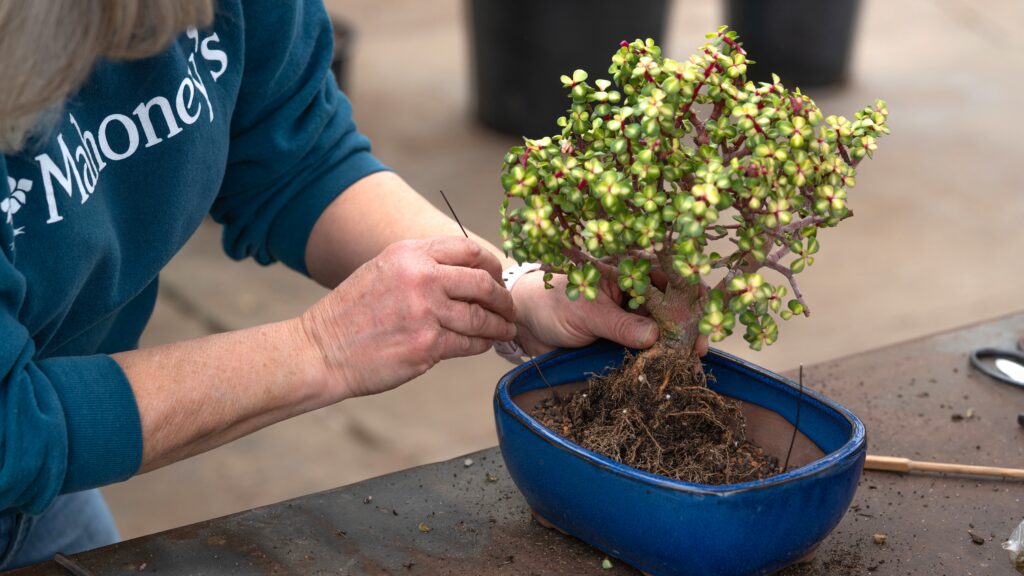 repotting bonsai