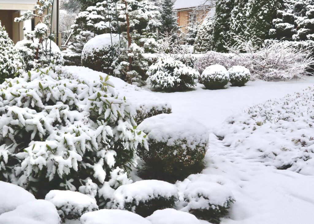 winter snow landscape backyard