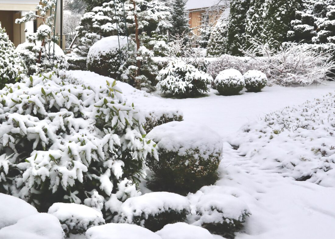 winter snow landscape backyard