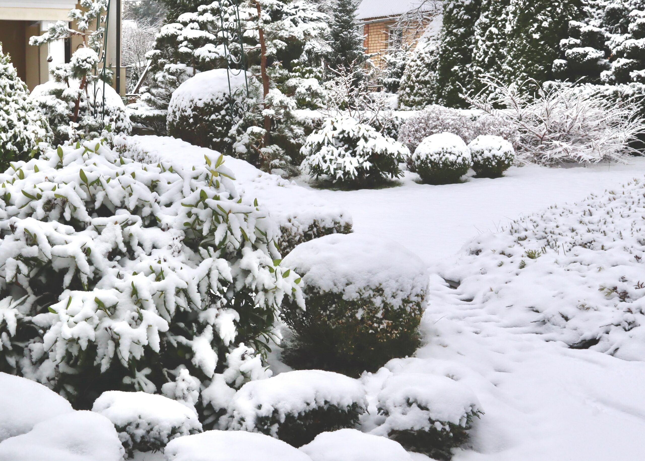 winter snow landscape backyard
