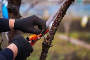 Gardener pruning a tree branch with hand pruners, demonstrating proper removal of damaged wood.