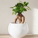 ficus ginseng bonsai