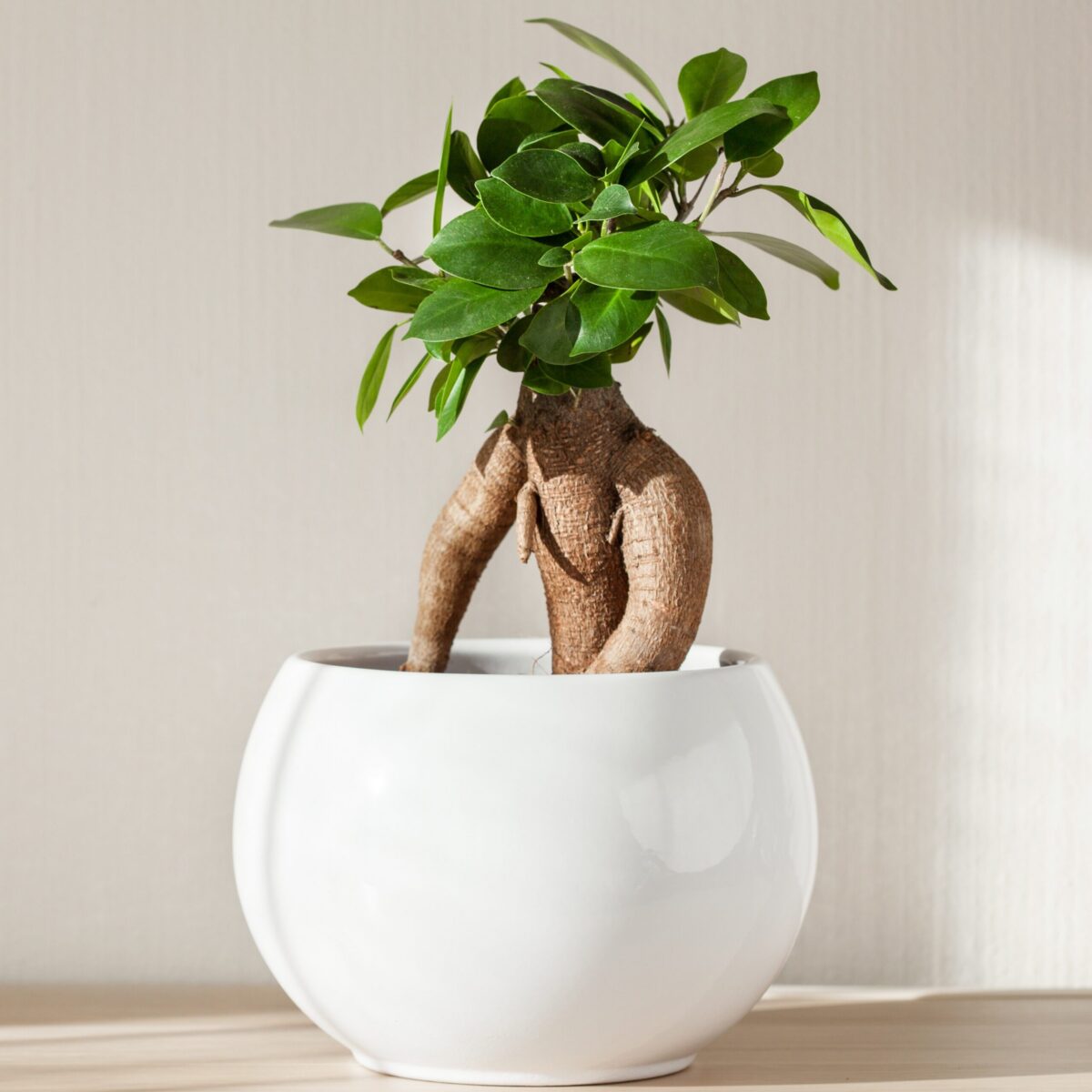 ficus ginseng bonsai