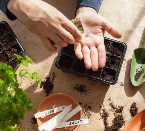grow your own salad indoor sowing seeding