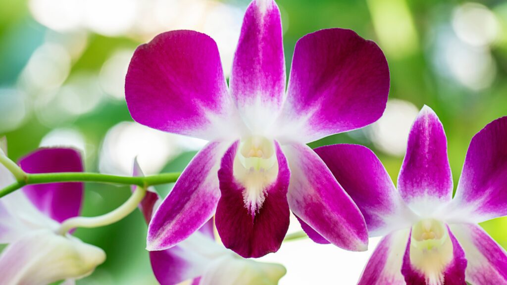 Dendrobium orchid
